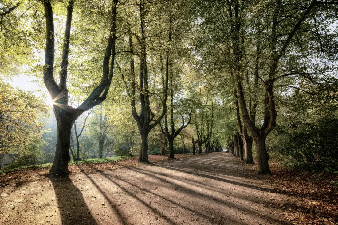 Alameda de árboles con las sombras largas del sol de la mañana