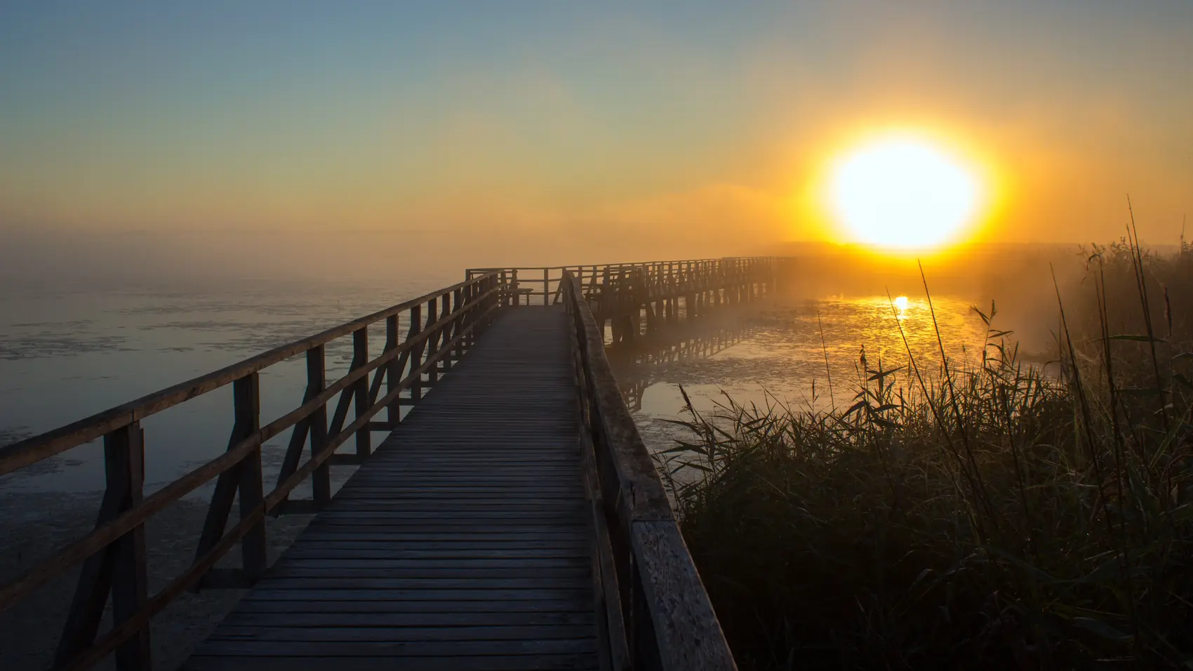 Pasarela de madera entre juncos que lleva hacia el sol del amanecer